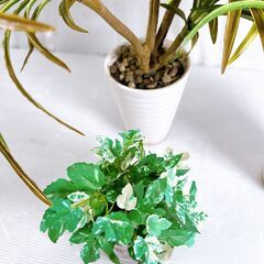 観葉植物 フェイクグリーン まとめの画像