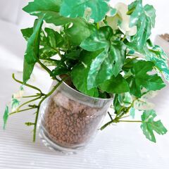 観葉植物 フェイクグリーン まとめの画像