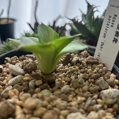 アガベ　王妃雷神　観葉植物の画像