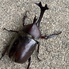 カブトムシ　7/12 土から出て来ました！　一律250円の画像