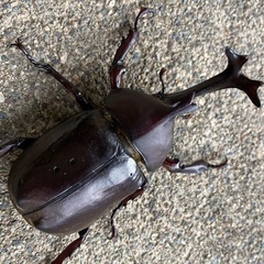 カブトムシ　7/12 土から出て来ました！　一律250円の画像