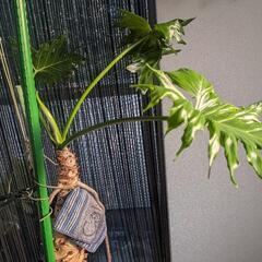 フィロデンドロンセローム　奇抜な観葉植物の画像