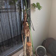 フィロデンドロンセローム　奇抜な観葉植物