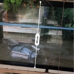 大きい水槽の画像