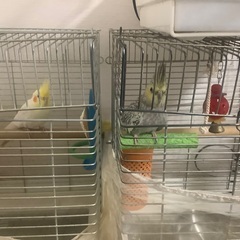 オカメインコ2羽，コザクラインコ1羽，フクロモモンガ2匹