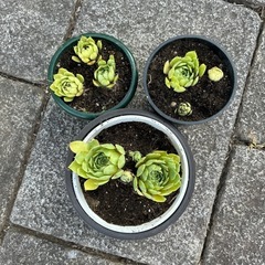 多肉植物（５鉢
）の画像