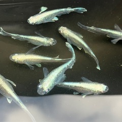 ⭐️値下げ⭐️グランブルー　トリオの画像
