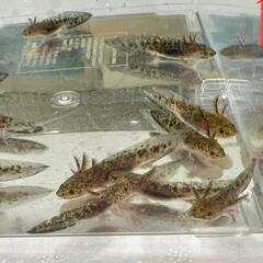アンダーソン♂×ウーパールーパー♀(リューシ)の画像