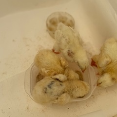 🍀里親募集🍀　可愛いひよこ🐣❤️ 