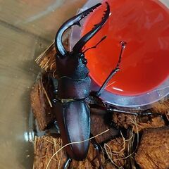 ノコギリクワガタの画像