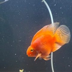 淡水魚の画像