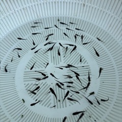 メダカ　サタン　稚魚　20匹③の画像