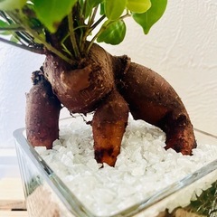 ガジュマル　観葉植物　ハイドロカルチャーの画像