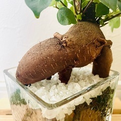 ガジュマル　観葉植物　ハイドロカルチャーの画像