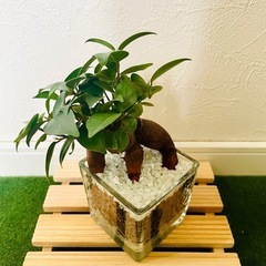 ガジュマル　観葉植物　ハイドロカルチャーの画像