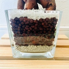 ガジュマル　観葉植物　ハイドロカルチャーの画像