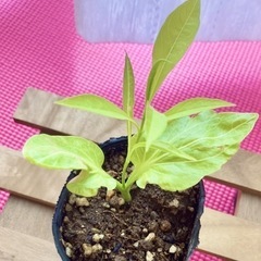 バオバブの苗　観葉植物　の画像