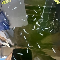 【緑光メダカ】1.5cmから2cm幼魚〜若魚の画像