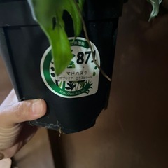 マドカズラエクスピラータ　吊り鉢の画像