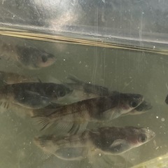 和墨　1ペアの画像