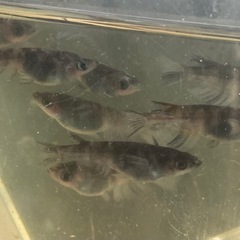 和墨　1ペアの画像