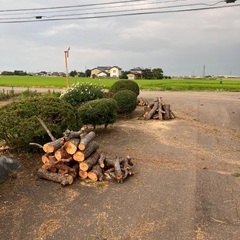 松の木になります！ヤニは出ていませんの画像