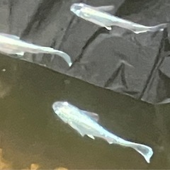 ⭐️値下げ⭐️グランブルー　トリオの画像