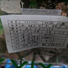 奈良輪川西オオクワガタ 新成虫 ♂単品⑧の画像