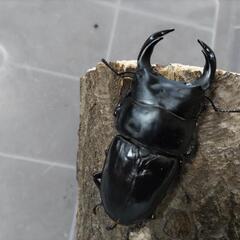 奈良輪川西オオクワガタ 新成虫 ♂単品⑧の画像