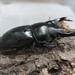 奈良輪川西オオクワガタ 新成虫 ♂単品⑧の画像