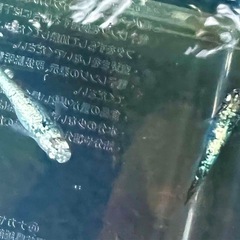 終了しました【高級メダカ🐉レックウザ🐉】稚魚(針子)の画像