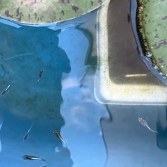 メダカ　めだか　エメキン幼魚
1匹90円の画像