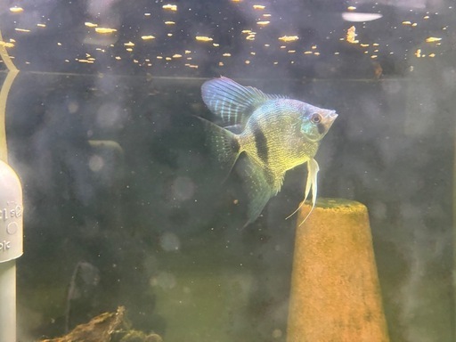 水槽120cmセット