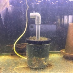 水槽120cmセットと生体の画像