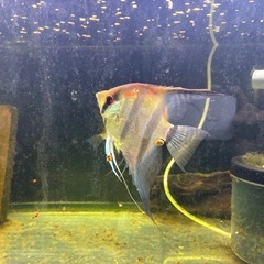 水槽120cmセットと生体の画像
