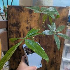 希少斑入りパキラ　ミルキーウェイ