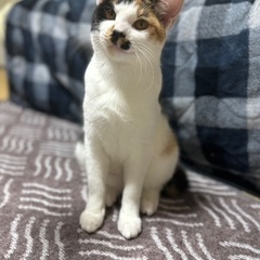 ４匹のかわいい猫の新しい家族を探しています。