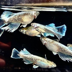 ヴェールの稚魚販売開始！　メダカの画像