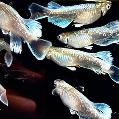 ヴェールの稚魚販売開始！　メダカの画像