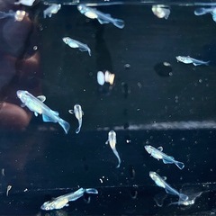 ヴェールの稚魚販売開始！　メダカの画像