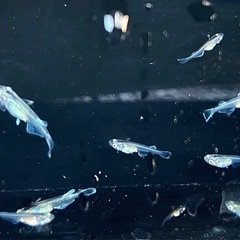 ヴェールの稚魚販売開始！　メダカの画像