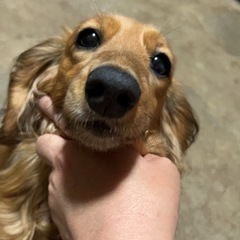 ミニチュアダックスフンド3歳 里親募集中