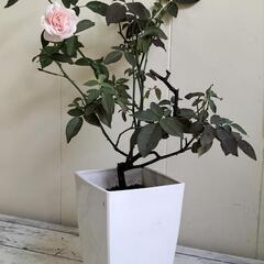 🌿バラ40cm（淡いピンク色）🌿/観葉植物🌿の画像