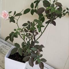 🌿バラ40cm（淡いピンク色）🌿/観葉植物🌿の画像