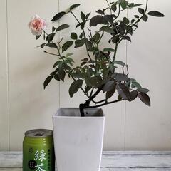 🌿バラ40cm（淡いピンク色）🌿/観葉植物🌿の画像