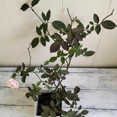 🌿バラ40cm（淡いピンク色）🌿/観葉植物🌿の画像