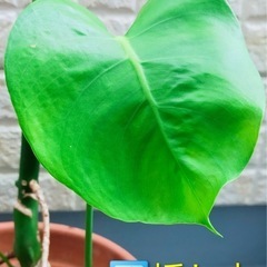 とっても元気なモンステラの挿し木3点と茎伏せ1点の抜き苗4点セットの画像