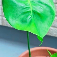 とっても元気なモンステラの挿し木3点と茎伏せ1点の抜き苗4点セットの画像