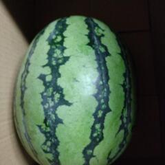 びっくりします。6kg前後。絶対得!農家も食べています。スイカ1個の画像