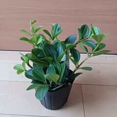 600円　ペペロミアフォレット　3号ポット苗　つる性の画像